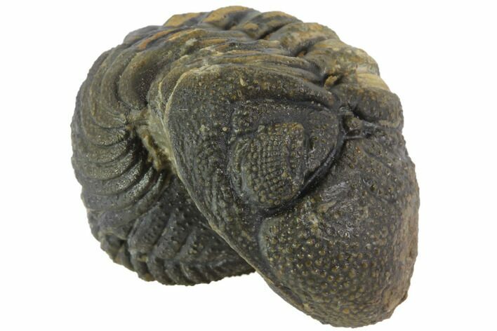 Bumpy Enrolled Morocops (Phacops) Trilobite #86413